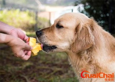 ​狗能吃芒果会死吗？狗吃芒果会中毒吗？